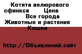 Котята велюрового сфинкса. .. › Цена ­ 15 000 - Все города Животные и растения » Кошки   